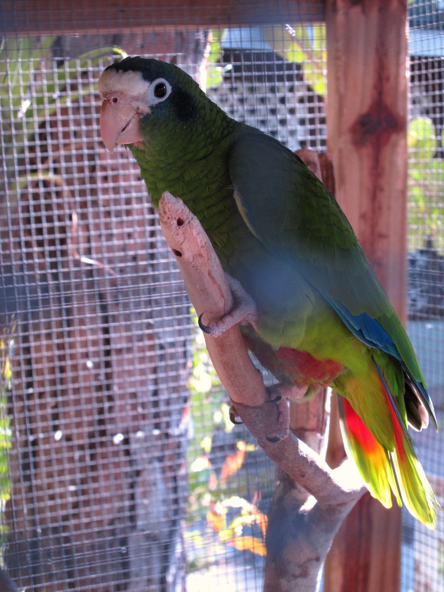 Amazoňan korunkatý - Amazona ventralis